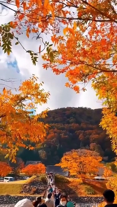 5 địa điểm ngắm lá đỏ mùa thu Nhật Bản #dulich #nhatban #dulichnhatban #nhatban #travel #japan #muathunhatban