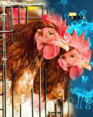 ក្រសួងសុខាភិបាល ​ប្រកាស​រក​ឃើញ​ករណី​ជំងឺផ្តាសាយបក្សីលើ​ក្មេង​ប្រុស ​អាយុ៤​ឆ្នាំ