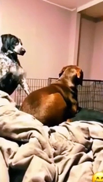 Funny cats&dog|Hilarious cat and dog moments|Cats and dogs funny