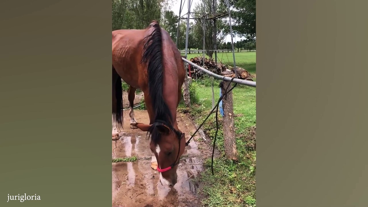 The FUNNIEST Horses Video 2024