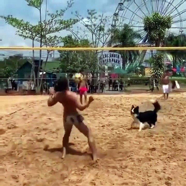 Volley Dog