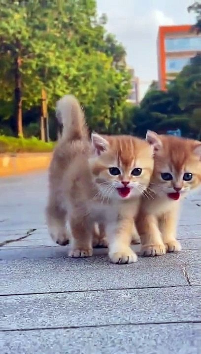 Cats  fun