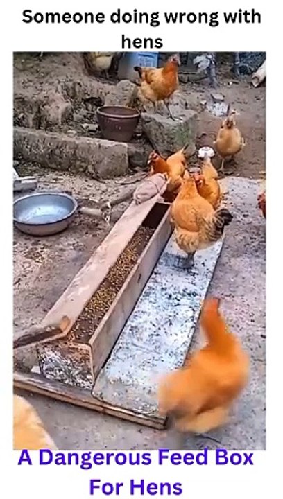 #trending feed box for hen