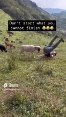 Angry goat vs man  #funnyvideo.