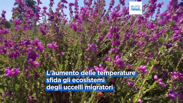 Cambiamento climatico: minacciati gli habitat degli uccelli migratori in Europa