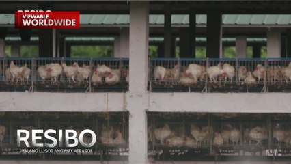 Pagdami ng mga langaw sa ilang barangay sa Laguna, ano nga ba ang sanhi? | Resibo