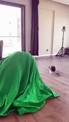 Most funny cat Video having fun with a man