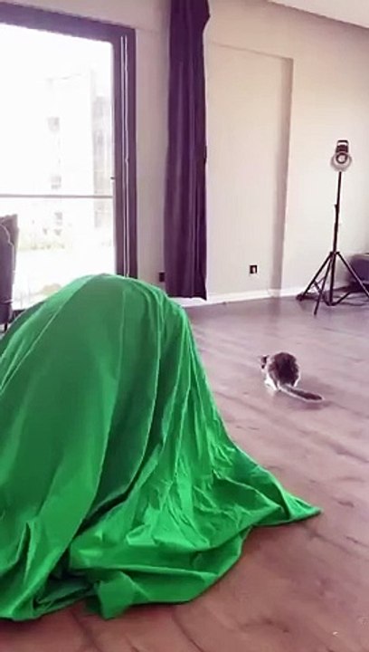 Most funny cat Video having fun with a man