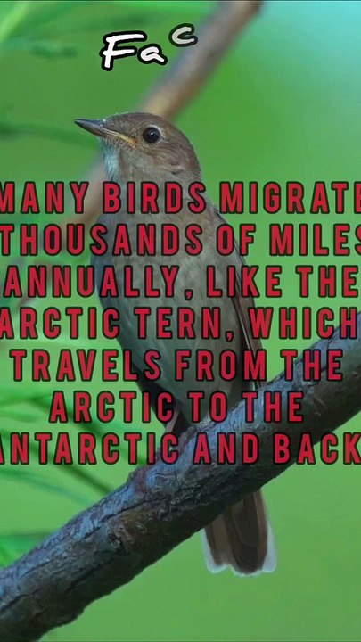 Birds Facts