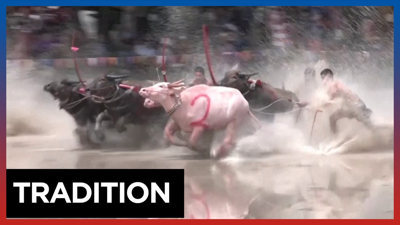 Water buffalo race kickstarts rice cultivation season in Thailand