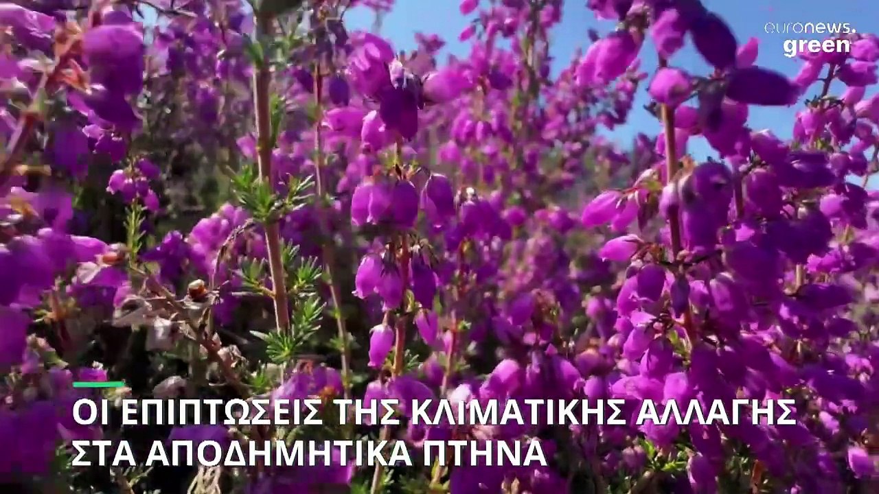 Κλιματική αλλαγή: Πώς επηρεάζουν οι υψηλές θερμοκρασίες την μετακίνηση των αποδημητικών πτηνών