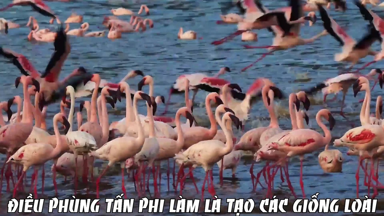 "Rừng Ba Yêu" Của Peto - Tập 1 (Sub + Bo.En.Vi)