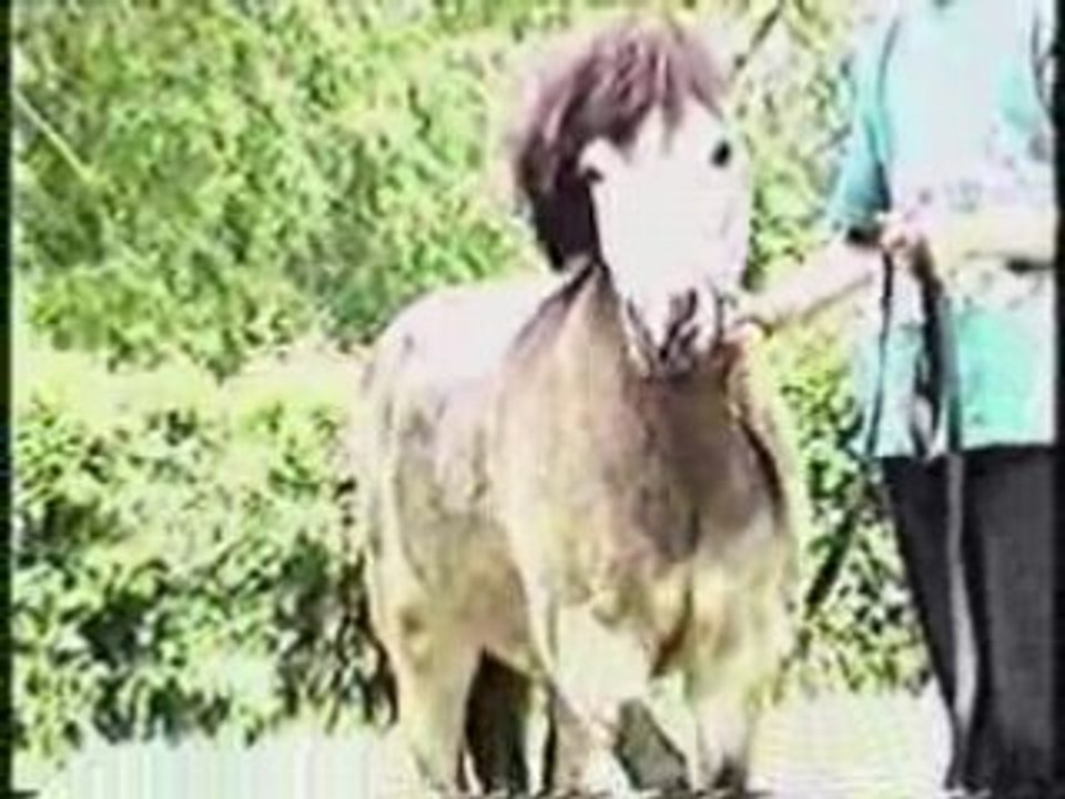 PONI