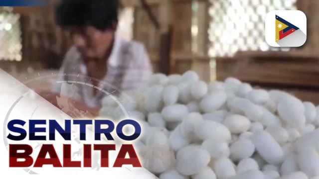 Silk industry sa Misamis Oriental, pinalalakas sa tulong ng DOST; ahensya, tumutulong din sa mga magsasaka pagdating sa pag-aalaga ng silkworms