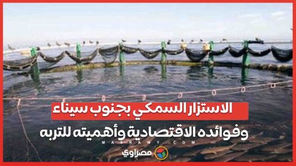 الاستزار السمكي في جنوب سيناء: فوائده الاقتصادية وأهميته للتربة 🐟