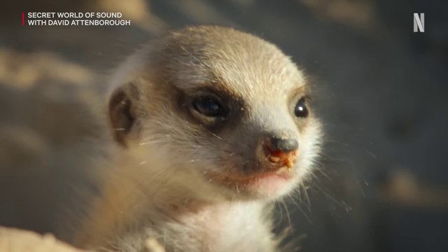 David Attenborough: Der Klang der Natur