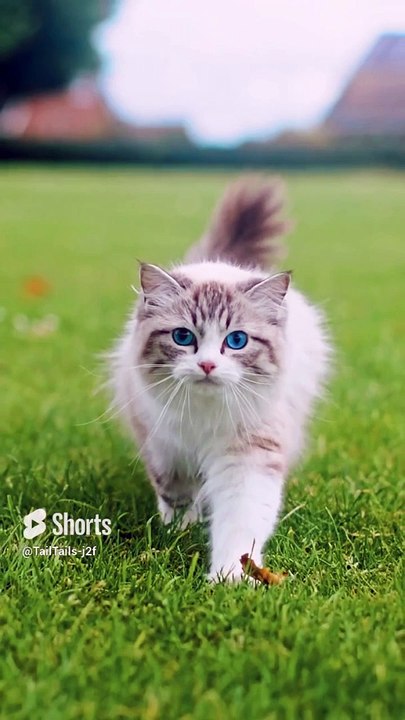 Cute cat funny video