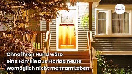 Panischer Hund bellt laut am frühen Morgen: Als die Familie nachschaut, bleibt ihr das Herz stehen