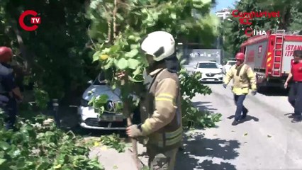 Kadıköy'de güneşten çürüyen ağaç otomobilin üzerine devrildi