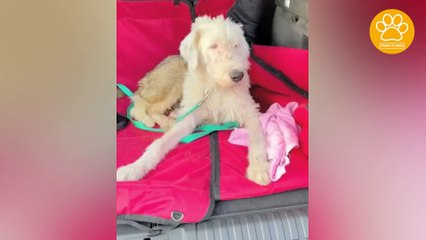 Abandoned Dog Battling for Many Diseases and He Needs a Long Journey for His Recovery