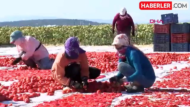 Manisa'da Kurutmalık Domates Hasadı Başladı