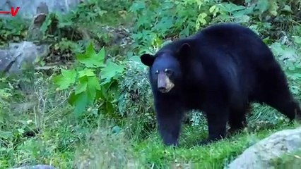 RFK Jr. Posts Video on X Detailing How He Dumped the Body of a Dead Black Bear Cub in Central Park