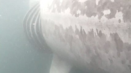 Forscher zeichnen erstmals Bilder von einem Hai auf, der von einem Boot angefahren wird