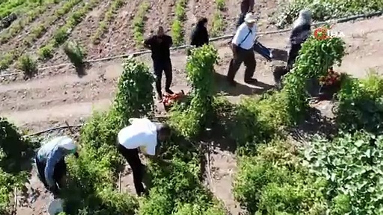 Asrın felaketi bölgesinde ''ata tohumları'' ile gelen hasat başladı