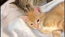 Cat Fart