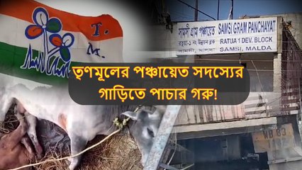 তৃণমূল পঞ্চায়েত সদস্যের গাড়ি করেই বাংলাদেশে গরু পাচার! জানতে পেরে কী করল পুলিশ?