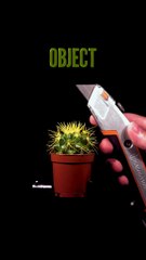 - Cutting a Cactus CloseUp