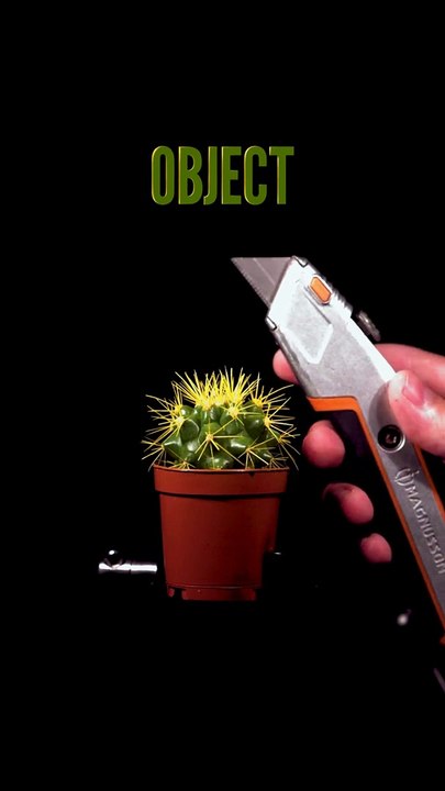 - Cutting a Cactus CloseUp