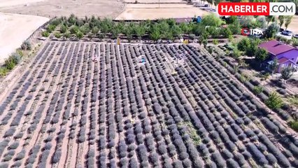 Bozkırı lavanta bahçesine dönüştürdü, mor güzelliği ücretsiz ziyarete açtı