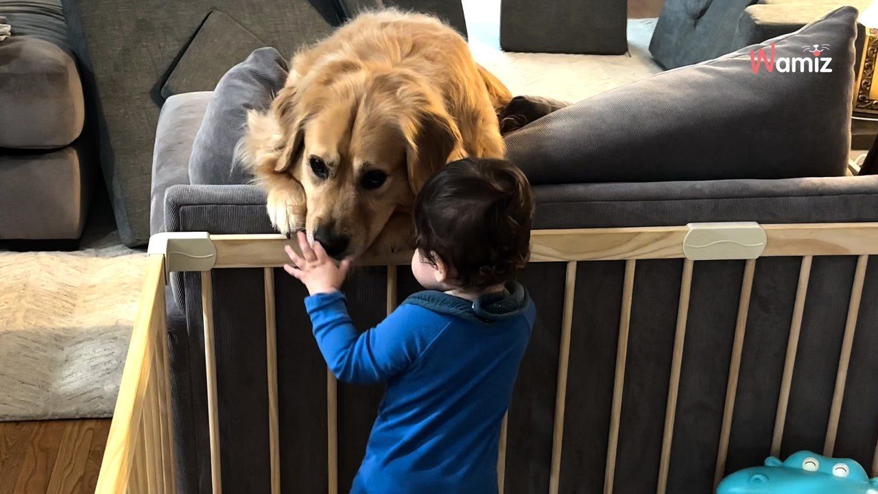 Golden Retriever und Baby hecken etwas aus, das absolut alle zum Lachen bringt (Video)
