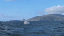 La ballena irlandesa que simula a Willy con su espectacular salto