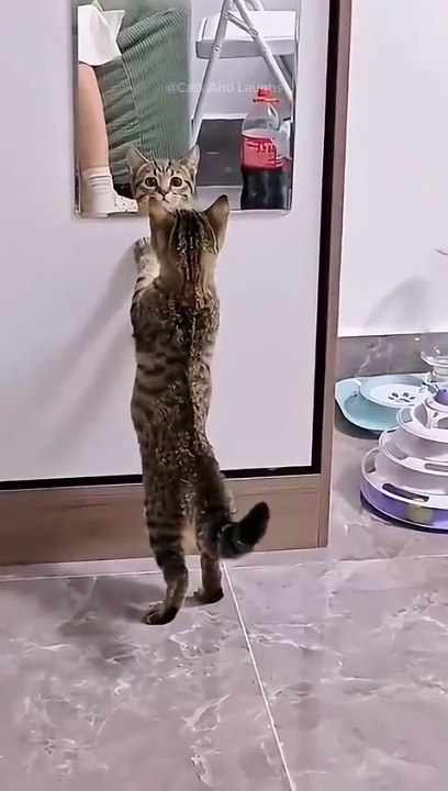 funny cats  episode 327 #shorts