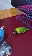 Birds cocktail love birds