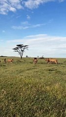 Lion King Drives Out Adult Lions: Intense Pride Dynamics! #Viral #Trending #Wildlife #Nature #EpicMoment