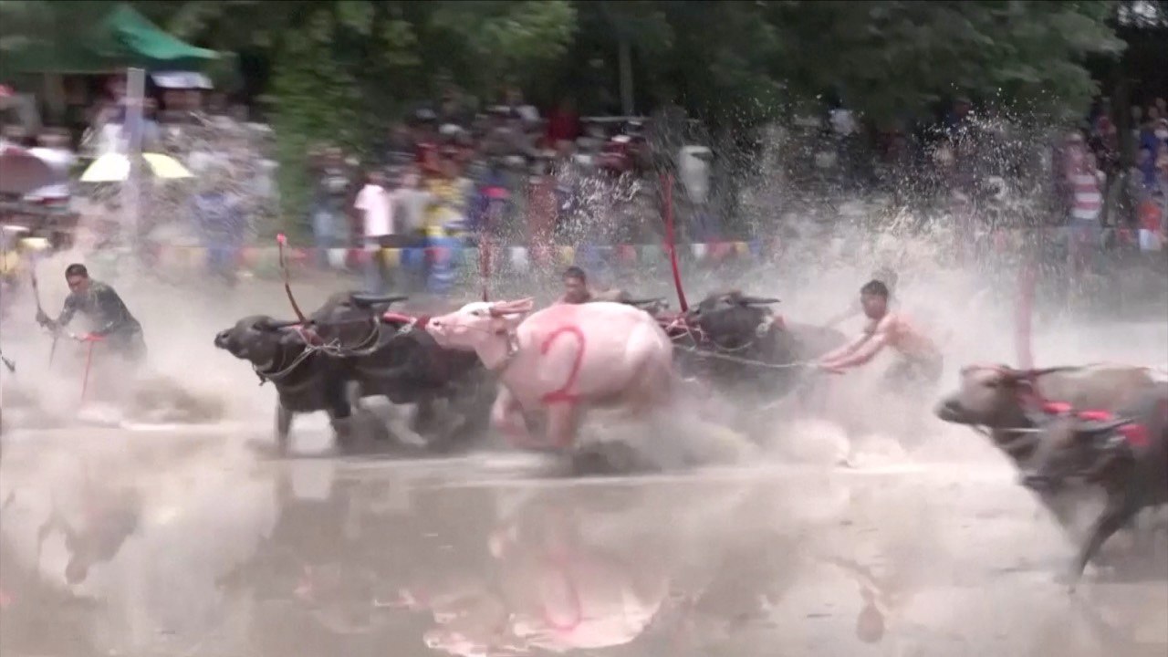 Buffaloes Race to Start Rice Cultivation Season While Temperatures Soar