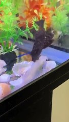 Taraksh ki Fish Bhagwan ke pass chali gai (360P)