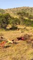 Hyena Pack Hunts Buffalo, Scatters as Lion Arrives! #Viral #Trending #Wildlife #Nature #EpicMoment