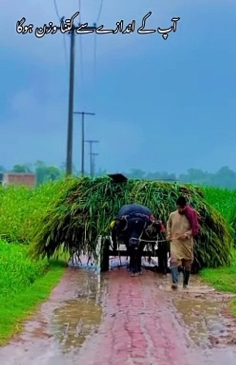 Village vlog gaon ka khoobsurat manzar beautiful village life in Punjab