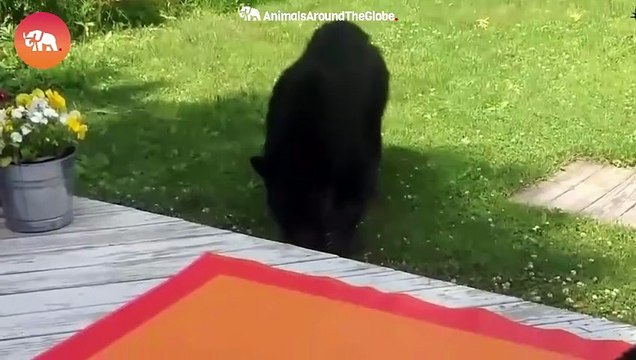 Cats VS Other Animals! Cats Being Cats!