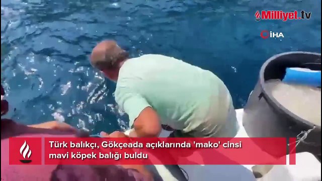 Türk balıkçı, Gökçeada açıklarında 'mako' cinsi mavi köpek balığı buldu
