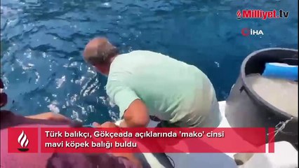 Türk balıkçı, Gökçeada açıklarında 'mako' cinsi mavi köpek balığı buldu