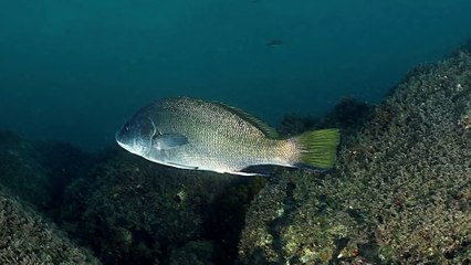 Cori Sottomarini della Corvina 🐟 - thumbnail