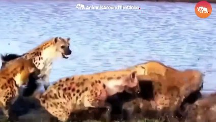 When Animals Messed With The Wrong Opponent