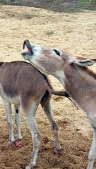 Hilarious Donkey Opens Mouth Wide!