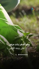 ما هو النبات الذي يعرف بالوجبة المائية وما علاقته برواد الفضاء ؟ ‍