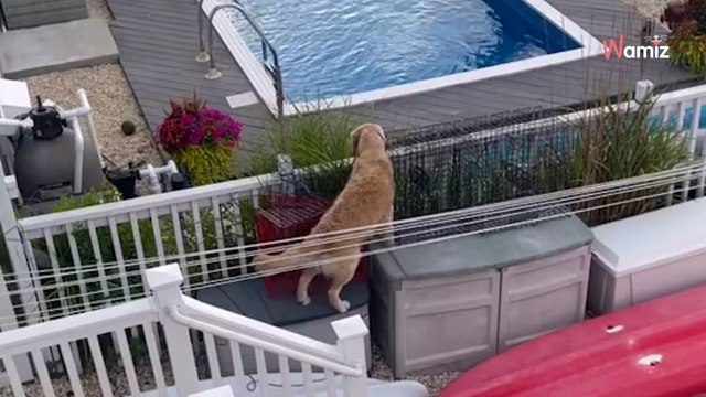 Video. Golden Retriever decide di andare nel giardino dei suoi vicini: il motivo è adorabile